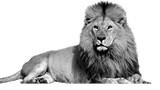 lion png